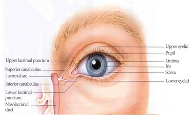 anatomy-of-external-eye-04-the-eye-exam-anatomy-amp-physiology-biol-105-with-stover-at.jpg