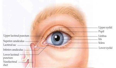 anatomy-of-external-eye-04-the-eye-exam-anatomy-amp-physiology-biol-105-with-stover-at.jpg anatomy-of-external-eye-04-the-eye-exam-anatomy-amp-physiology-biol-105-with-stover-at.jpg