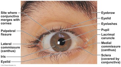 anatomy-of-external-eye-07-special-senses-mister-painter39s-classroom.jpg anatomy-of-external-eye-07-special-senses-mister-painter39s-classroom.jpg