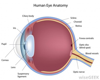 gross-anatomy-of-eye-what-is-the-anatomy-of-the-eye-with-pictures.jpg gross-anatomy-of-eye-what-is-the-anatomy-of-the-eye-with-pictures.jpg