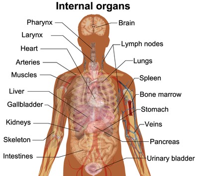 human-anatomy-diagram-organs-fileman-shadow-anatomy-wikimedia-commons.png.jpeg