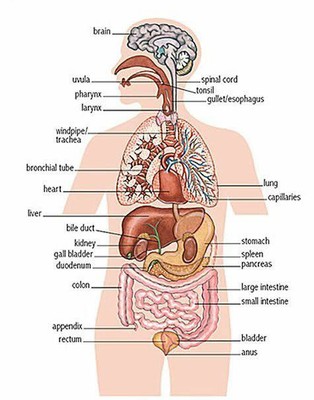 human-anatomy-internal-organs-diagram-internal-organs-of-the-human-body-english-lesson-www-facebook.jpg