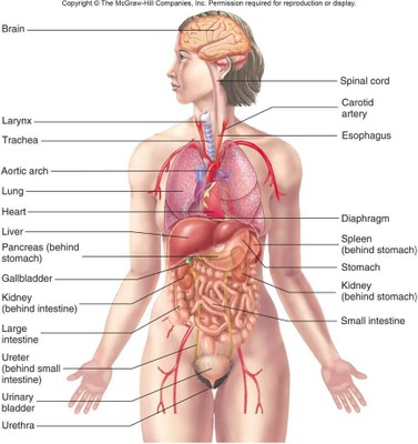 human-anatomy-organs-diagram-human-anatomy-human-anatomy-organs-diagram-human-anatomy-pdf.jpg