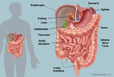 the-abdomen-human-anatomy-picture-function-parts-definition.jpg the-abdomen-human-anatomy-picture-function-parts-definition.jpg